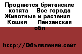 Продаются британские котята  - Все города Животные и растения » Кошки   . Пензенская обл.